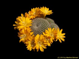 Rebutia marsoneri J66 1768